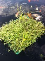 Pflanzinsel schwimmend Gartenteich Teich Insel Matte vers. Größen Niedersachsen - Schwarmstedt Vorschau