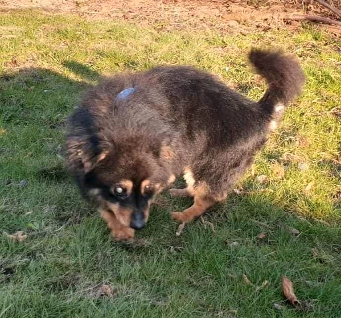 Mika, ca. 10 Jahre, 30 cm, fast blind kleine Hundepersönlichkeit in Dachau