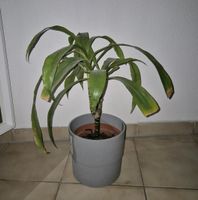 Drachenbaum dracaena Zimmerpflanze Thüringen - Erfurt Vorschau