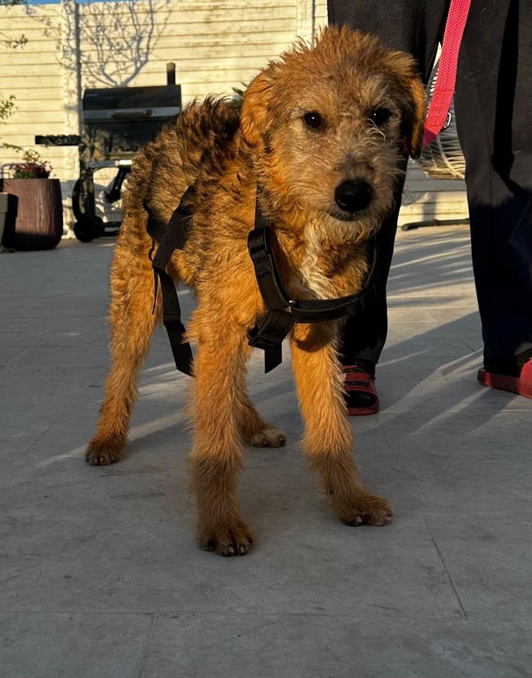 Foxterrier Mädchen Sarah sucht ihre Menschen in Memmingen