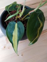 Philodendron scandes brasil Zimmerpflanze Bielefeld - Altenhagen Vorschau