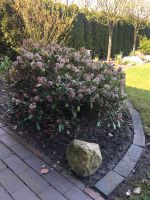 Japanische Blütenskimmie / Busch / rotblühend Niedersachsen - Bakum Vorschau