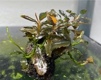 Bucephalandra Black Marble, Aquarium Frankfurt am Main - Harheim Vorschau