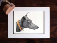 Hundeportrait, Greyhound, Whippet, handgemalt, realistisch Schleswig-Holstein - Oldendorf (Holstein) Vorschau