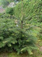 Nordmanntanne Abies nordmanniana Solitärpflanze Tanne Garten Bayern - Kammerstein Vorschau