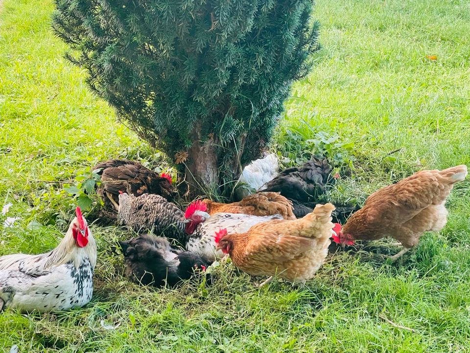 Frische Eier aus Hobbyhaltung in Rüthen