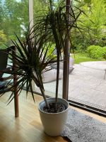 Grünpflanze Dracaena Marginata Sendling - Obersendling Vorschau