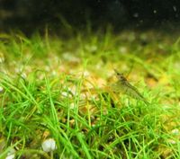 Zwerg Garnelen (Rückenstichgarnelen, Neocaridina davidi) Bayern - Erlangen Vorschau