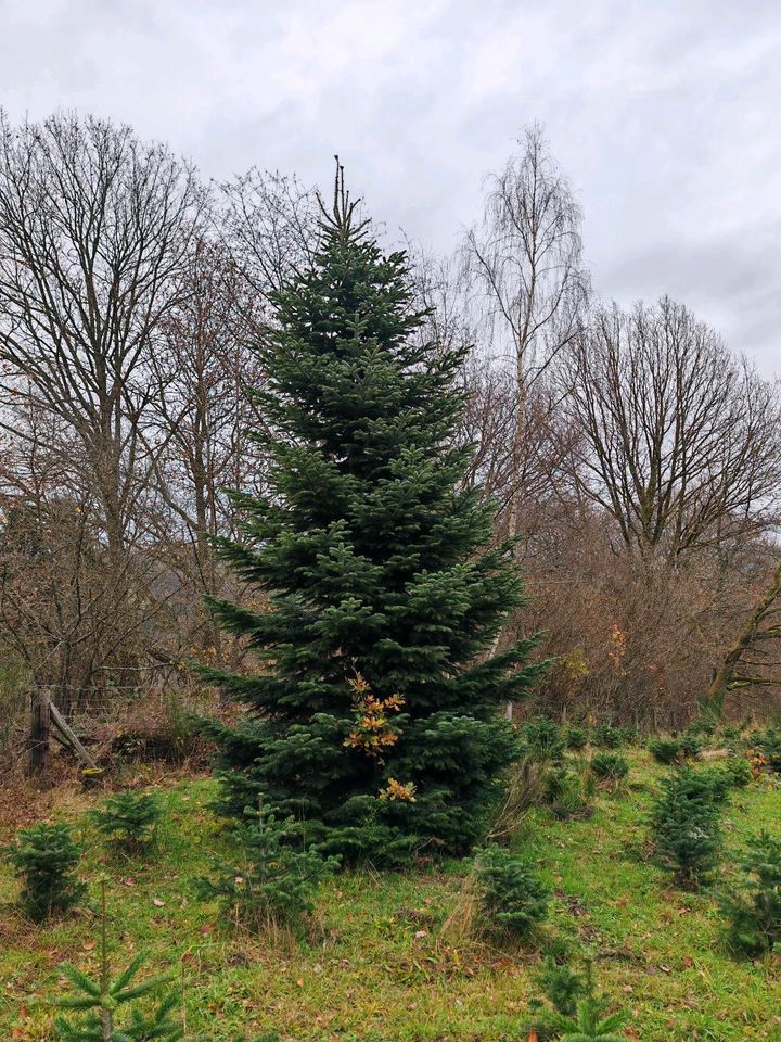 Nordmanntanne bis bis zu 6-7 Meter in Frammersbach