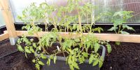 Tomatenpflanzen Brandenburg - Ortrand Vorschau