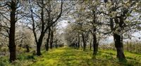 Ferienwohnung "Blütenblick" (A) im Alten Land bei Stade Niedersachsen - Hollern-Twielenfleth Vorschau