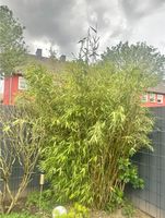 Bambus ohne Wurzelausläufer / Rhizomen Nordrhein-Westfalen - Coesfeld Vorschau