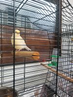 2 Kanarienvögel zu verkaufen Nordrhein-Westfalen - Witten Vorschau
