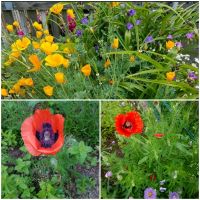 Türkischer Mohn + Klatschmohn auch als Samen Leipzig - Großzschocher Vorschau