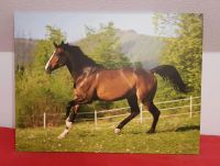 Bild / Fotodruck auf Leinwand Pferd Pony gallopierend 100 x 75cm Nordrhein-Westfalen - Sendenhorst Vorschau