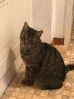 Katze vermisst, Kater Filou Berlin - Spandau Vorschau