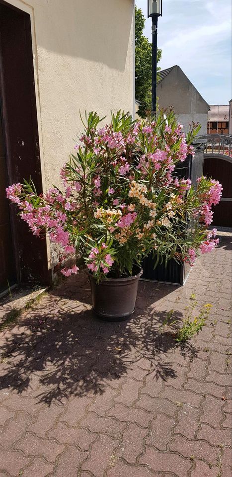 Oleander Jungpflanzen rosa blühend in Möser