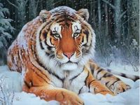 5D Diamond Bild Tiger im Schnee, fertig zum aufhängen 58,5x44 cm Brandenburg - Groß Neuendorf Vorschau