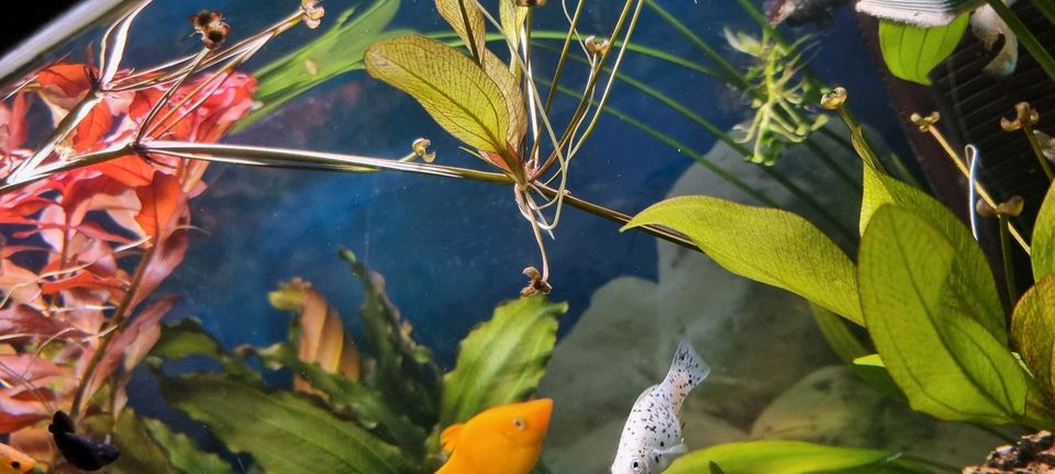 Aquarium pflanzen verschiedene Arten in Duisburg