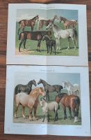 2x Pferderassen 1893 Lithographien Pferd Bayern - Lindau Vorschau