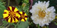 Weiße Tagetes oder Tagetes ähnlich Pots of Gold - Samen aus 2023 Baden-Württemberg - Renningen Vorschau