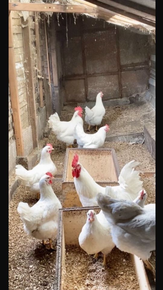 Bruteier rassehühner  Küken Hühner Hennen Inkubator Hahn in Neumünster