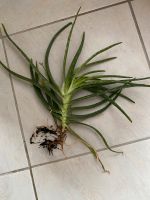 Aloe Vera Pflanze Ableger Hessen - Schwalmstadt Vorschau