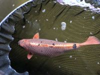 Koi -- 56cm Brandenburg - Brieselang Vorschau