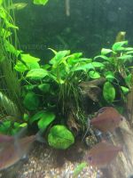 Aquarienpflanzen anubias  frisch geschnitten Altona - Hamburg Bahrenfeld Vorschau