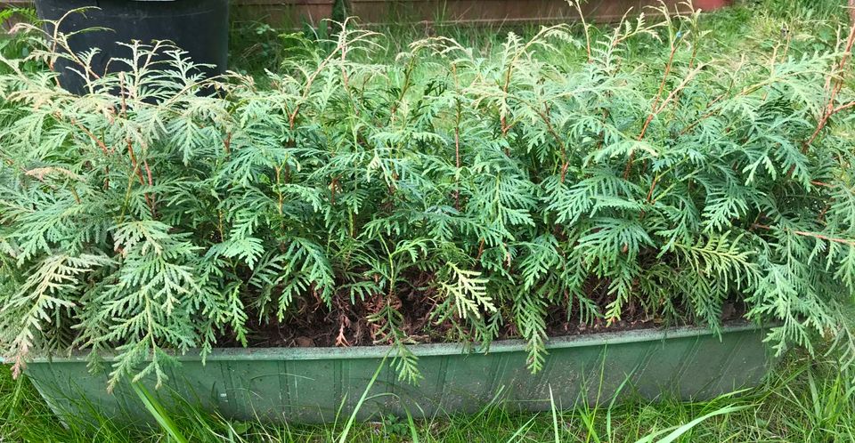 Heckpflanzen Thuja - Pflanze Lebensbaum in Esslingen