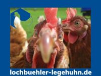 Bio Hühner Bio Legehennen, Legehühner Lohmann nach Vorbestellung Baden-Württemberg - Laupheim Vorschau