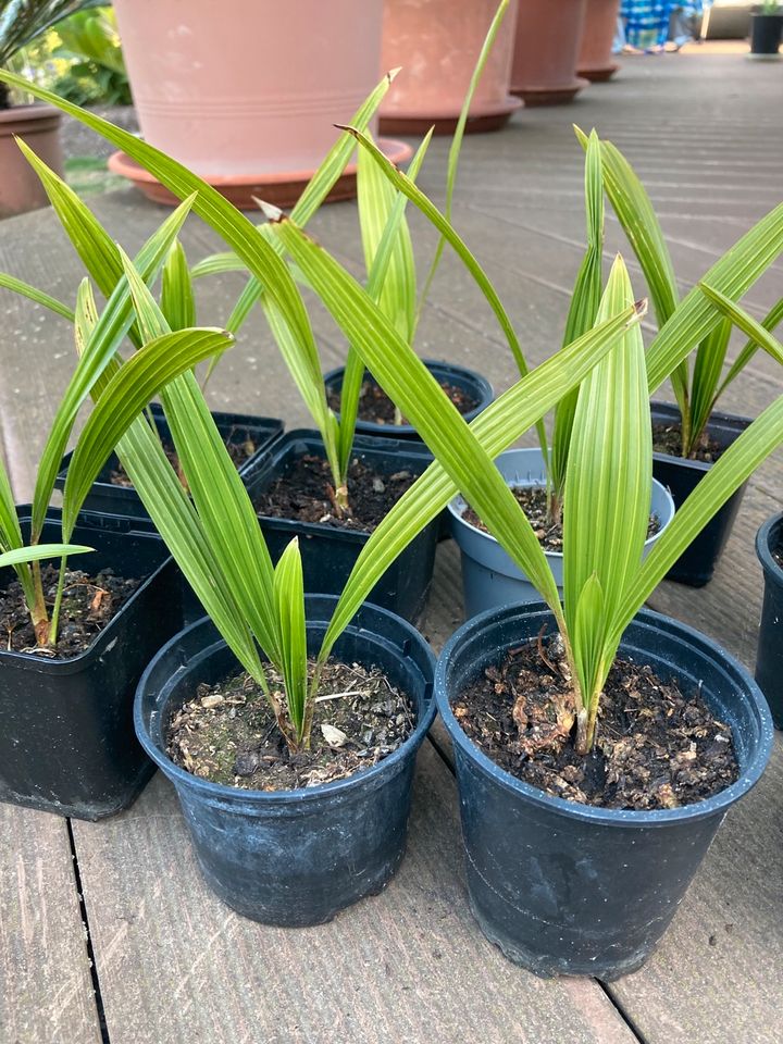 Palmensamen, Trachycarpus fortunei, chinesische Hanfpalme in Bühl