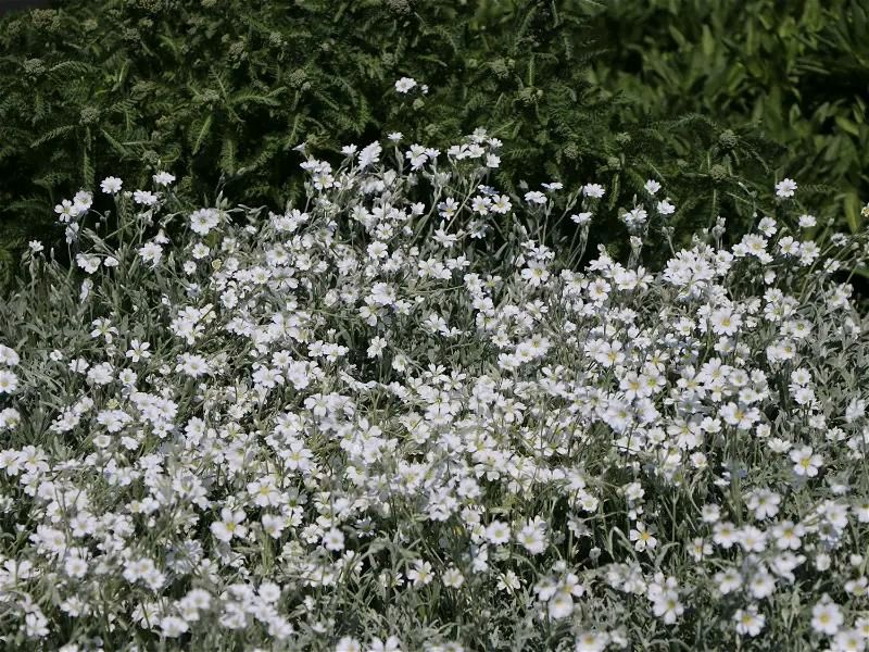 Bodendecker-Zwerg-Hornkraut / Kompaktes Hornkraut 'Silberteppich' in Neuenhagen