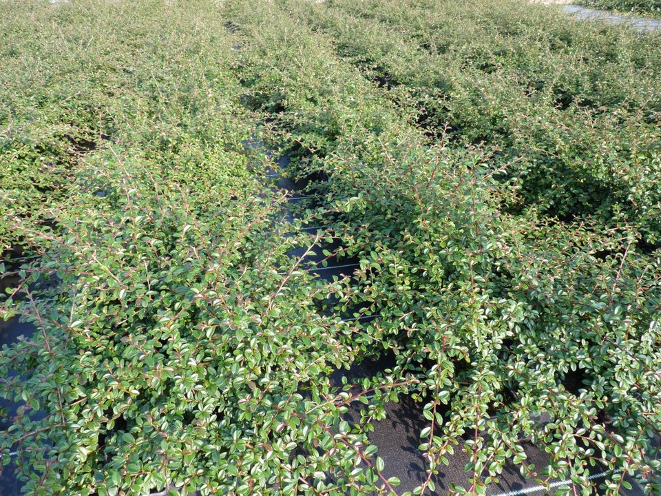 Bodendecker Kriechmispel / Zwergmispel (Cotoneaster) in Chemnitz