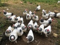 Bruteier vom großen Sundheimer-Huhn aus Ausstellungszucht Baden-Württemberg - Grafenhausen Vorschau