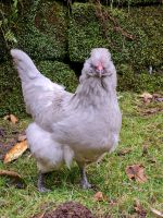 Bruteier Lavender Araucana Thüringen - Uhlstädt-Kirchhasel Vorschau