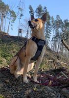 Reflektierendes Hundegeschirr für mittelgroße Hunde Nordrhein-Westfalen - Marsberg Vorschau