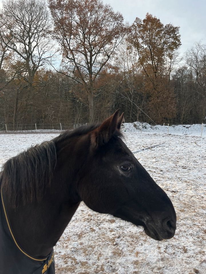 Pony sucht Pflegebeteiligung in Rausdorf