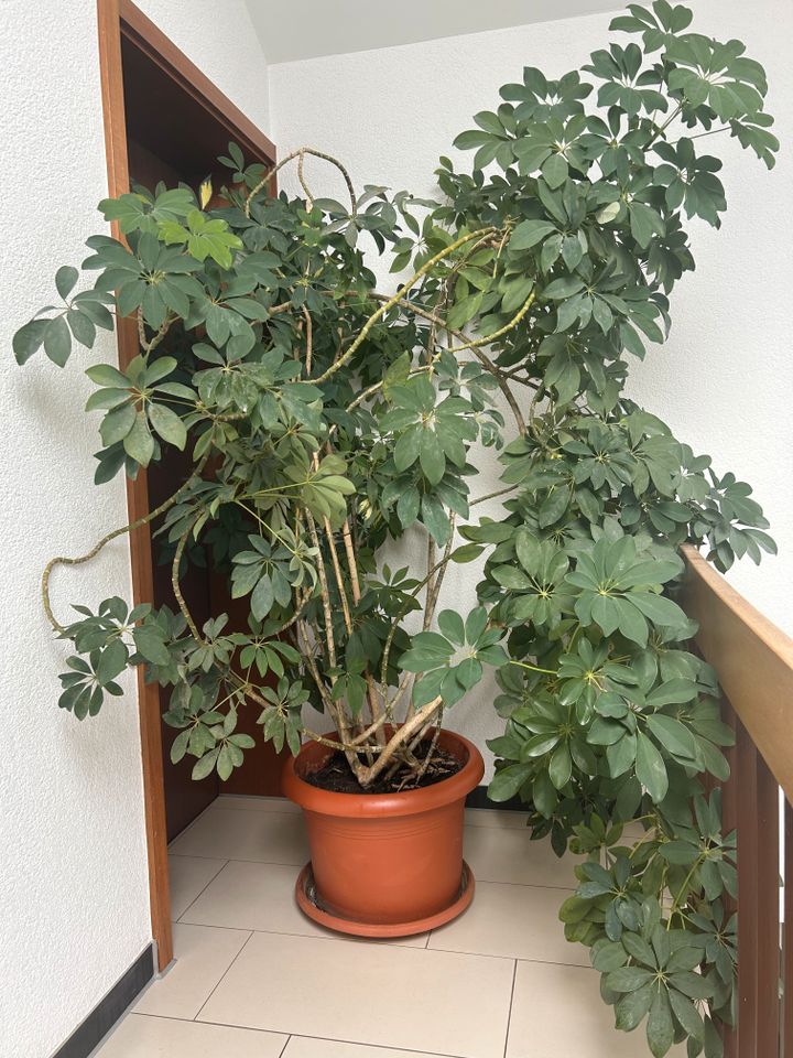 Riesige Schefflera, große Zimmerpflanze in Herbrechtingen
