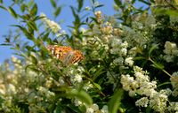 Ligustrum vulgare / Liguster: wurzelnackt und im Container (Topf) / Heckenpflanzen Nordrhein-Westfalen - Barntrup Vorschau