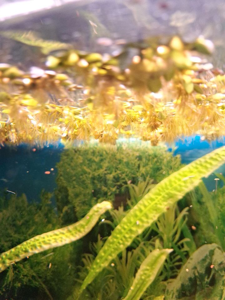 Wasser Pflanzen Aquarium wasserlinsen Froschbiss in Wismar