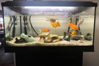 Verkaufe Aquarium mit….. Nordrhein-Westfalen - Erndtebrück Vorschau