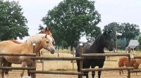 Pflege bzw spätere Reitbeteiligung an 4 Pferde/Ponies Nordrhein-Westfalen - Hamminkeln Vorschau