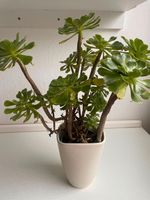 Rosettendickblatt, außergewöhnliche Zimmerpflanze Nordrhein-Westfalen - Lengerich Vorschau
