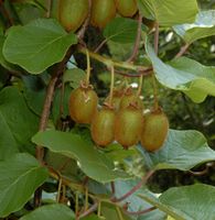 Selbstfruchtende Kiwi Issai 60-80cm - Actinidia arguta Niedersachsen - Bad Zwischenahn Vorschau