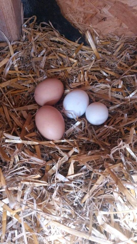 Superleckere Eier mit schönem Dotter von freilaufenden Hühnern in Esterwegen