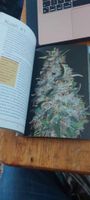 Cannabis Indica Vol 2 and 3 Essential Guide Coffee Table Book Hessen - Bensheim Vorschau