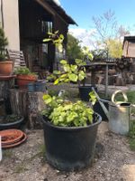 Naturgarten, Haselnuß im Topf + Zitronenmelisse + wilder Majoran Hessen - Schöffengrund Vorschau