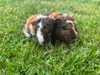 Meerschweinchen Rex böckchen Nordrhein-Westfalen - Ostbevern Vorschau