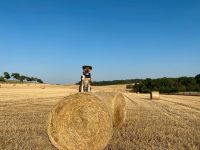 Heu und Stroh Vorbestellung Ernte 2024 Pferde Heu Thüringen - Dingelstädt Vorschau